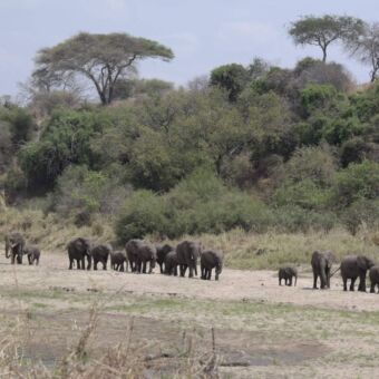 grote-groep-olifanten-lopend-in-de-bedding-van-de-rivier.