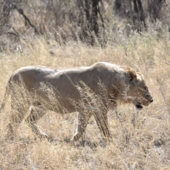 jonge mannetjes leeuw lopend door het goudgele hoge gras
