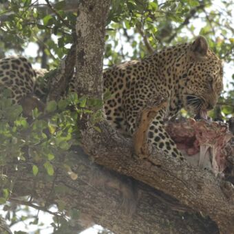 Luipaard etend van een prooi liggend in een boom