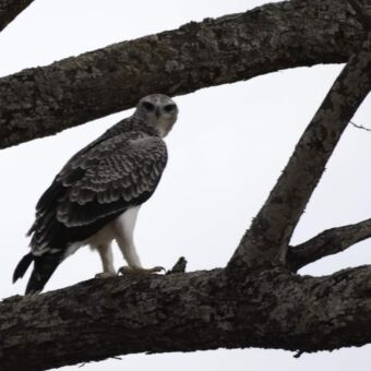 roofvogel staand op een acaciaboom