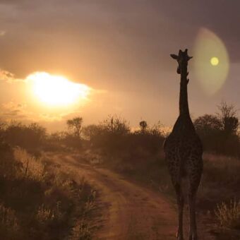 silhouet giraf bij een ondergaande zon