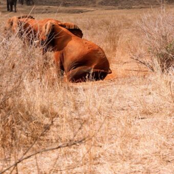 Olifant oranje gloed op zijn huid door het stof