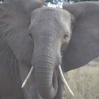 Olifant van heel dicht de safariauto