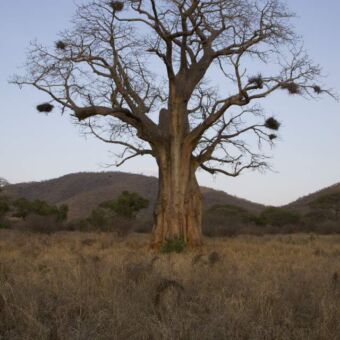 baobab in Tarangire Nationa Park Tanzania