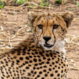 cheeta die je aankijkt