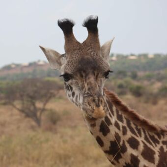 close up van een jonge giraf