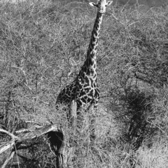 giraf in Mkomazi Tanzania zwart-wit