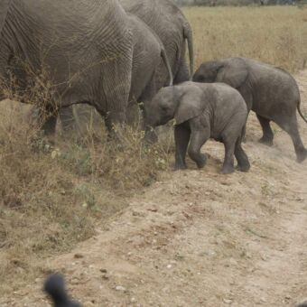groepje overstekende olifanten met twee kleine jonge olifanten