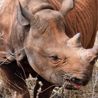neushoorn in Mkomazi opvang