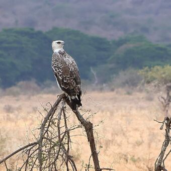 Martial Eagle - Vechtarend. Zittend op een tak en uitkijkend over de vlaktes naar een prooi. Donkerbruine bovenzijde en vleugels met een lichtere, gevlekte onderzijde.