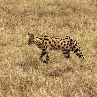 serval lopend in Mkomazi national park