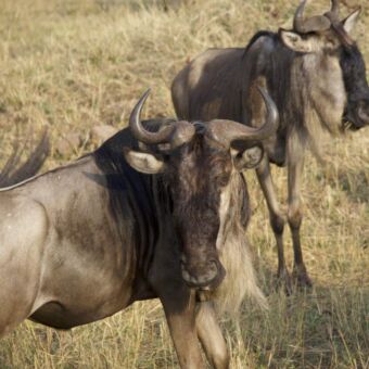 twee gnoes op de vlaktes van de Serengeti
