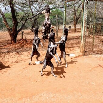 wilde honden in Mkomazi
