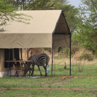 Onder de luifel van een tent staat een zebra te grazen in Tarangire National Park
