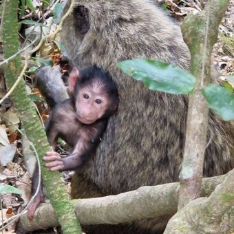 baby baboon met zijn moeder