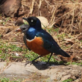 Superb Starling Prachtglansspreeuw vogel op de grond bij een waterbak