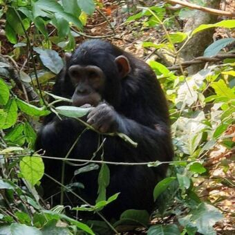 chimpansee in Gombe