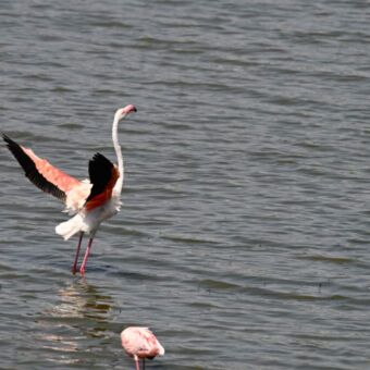 flamingo's in lake Ndutu