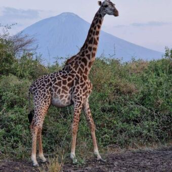 giraf aan de kant van de weg bij Sinya Mines Tanzania