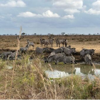 grote groep drinkende zebra's in Mikumi