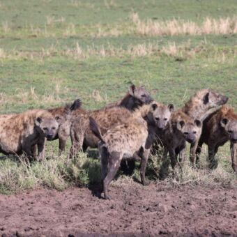 grote groep hyena's die je aankijken