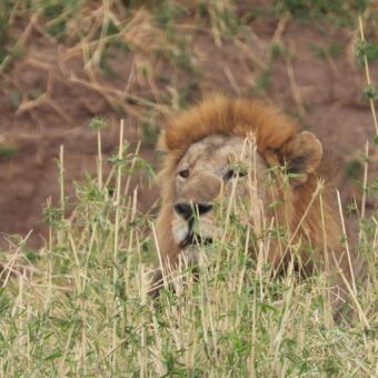 kop van mannetjes leeuw in het hoge gras