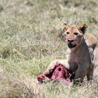 leeuwin die zich te goed doet aan een prooi