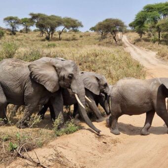 overstekende olifanten in Tarangire National Park