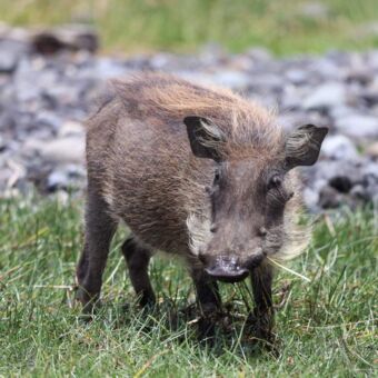 pumba van dichtbij