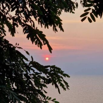 zonsondergang door de bladeren van de bomen