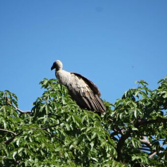 Aasgier in de top van een boom