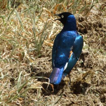 Superb Starling Prachtglansspreeuw vogel met blauwe veren van de achterkant.