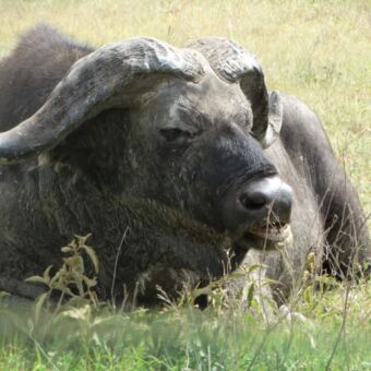 Mannetjes buffel liggend in het gras