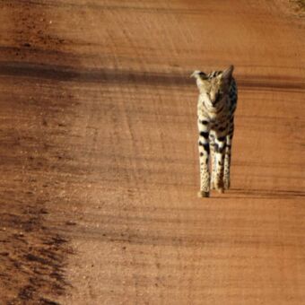 Serval op de weg