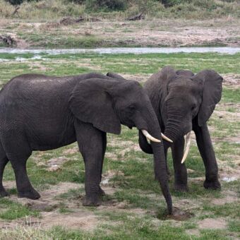 Twee olifanten die bij elkaar staan