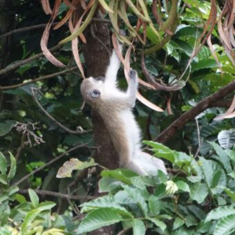Velvet monkey