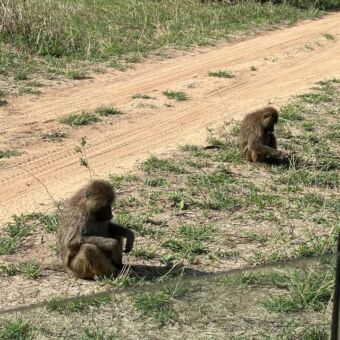 baboons die eten aan het zoeken zijn
