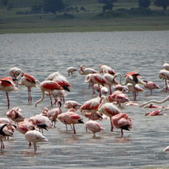 flamingo's in lake Ndutu