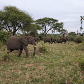 grote groep olifanten in Tarangire national park