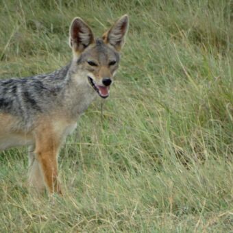 jakhals in het hoge groene gras