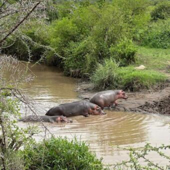nijlpaarden die het water uitgaan op zoek naar eten