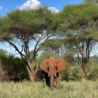 olifant met oranje modder aan zijn oren je aankijkend