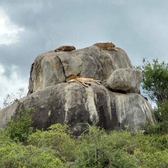 slapende leeuwinnen op de kopjes van de serengeti tanzania
