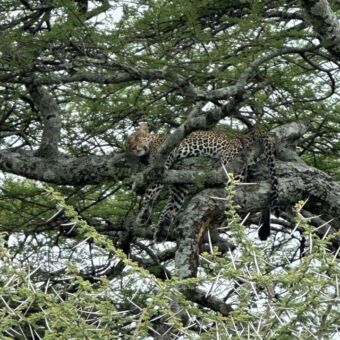 slapende luipaard liggend op een tak