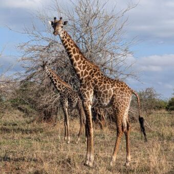 twee giraffes die je nieuwsgierig aankijken