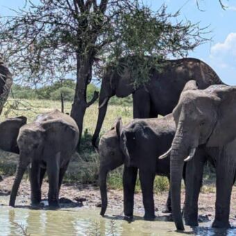 groepje drinkende olifanten