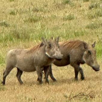 twee pumba's in Mikumi