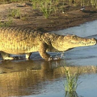 krokodil die de rivier in loopt
