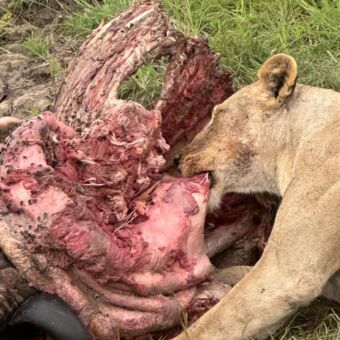 leeuwin die eet van een karkas