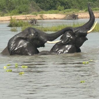 twee badderende olifanten met slurfen omhoog